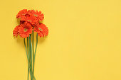 Spring flowers. Orange gerbera flowers bouquet isolated on yellow background. Flat lay, top view. Minimal floral concept. Floral background. Add your text.