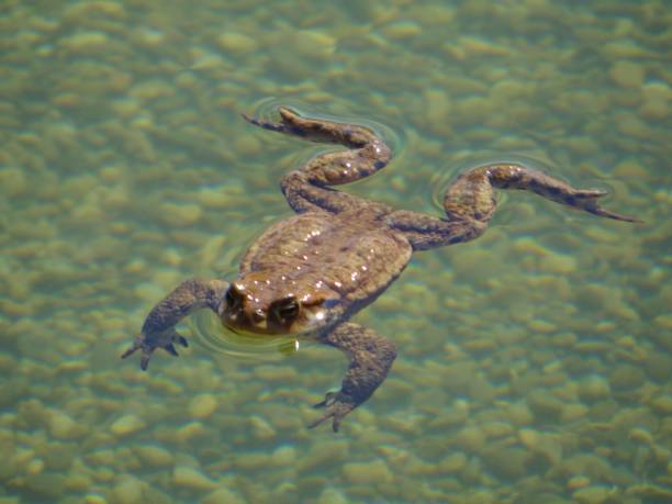 istock The frog as world champion in swimming 992338838