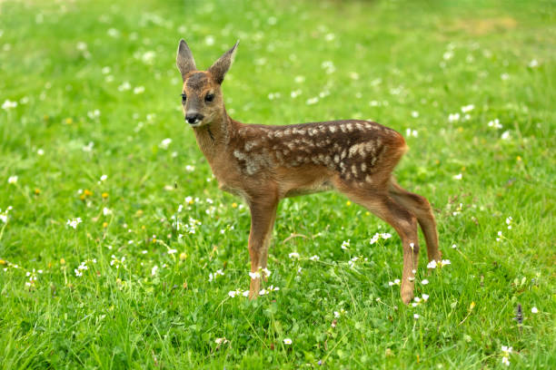 istock Beautiful Deer Fawn 992339648