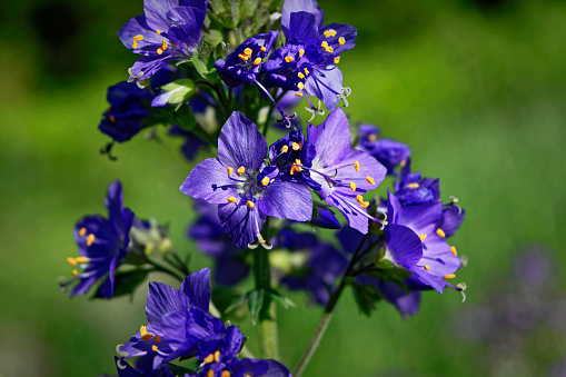 Polemonium caeruleum, known as Jacob's-ladder or Greek valerian close-up