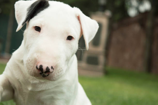 istock English Bull Terrier 992351572