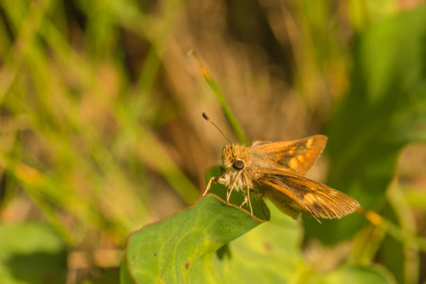 istock Macro of Skipper Butterfly 992351738