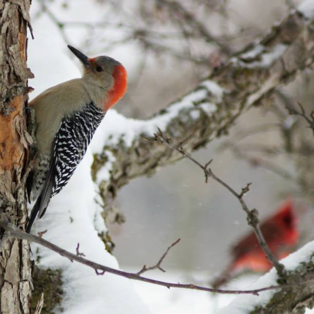 istock Woodpecker and Cardinal in Winter 992351874