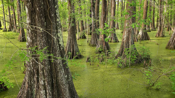 istock Bald Cypress Trees in Louisiana Swamp 992352036