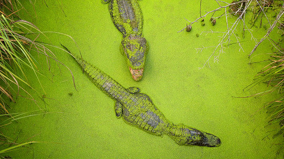 Two adult alligators swimming in green swamp in Moss Point, Mississippi