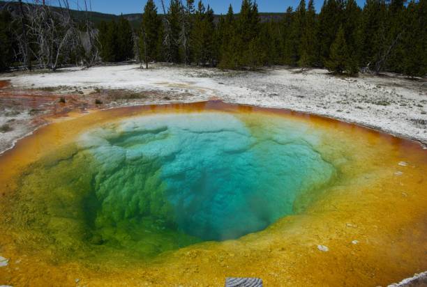 istock Morning Glory Pool and Trees at Yellowstone 992355348