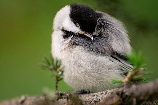 A small chickadee sleeping in the early morning.