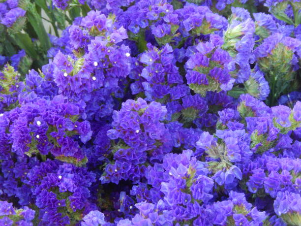 istock Purple flower Bouquet 992382886