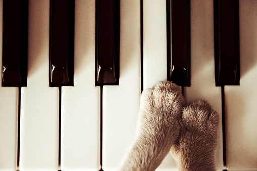 Cats paws lying on the piano keys close up cat playing.