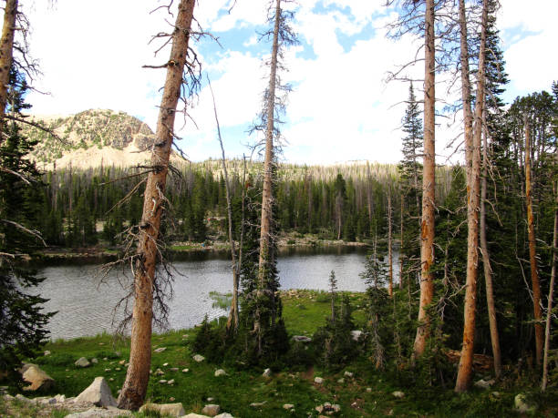 istock High Mountain Lake Surrounded by Lodgepole Pine Trees 992387840