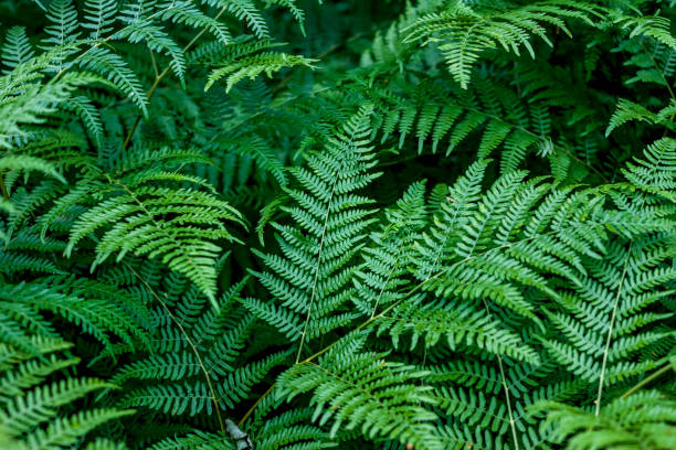 istock dark green beautiful fern leaves 992404474