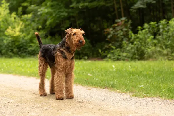Airedale Terrier. Dog is standing on a path in forest and is waiting obediently.