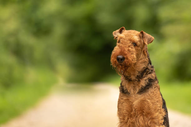 airedale terrier. hunde portrait im freien verschwommen aus grünen hintergrund im wald - aredale stock-fotos und bilder