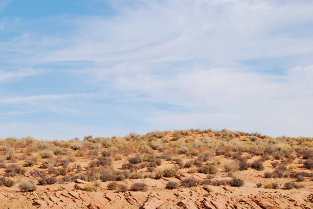 istock Simple landscape with dried nature and blue sky 992415380