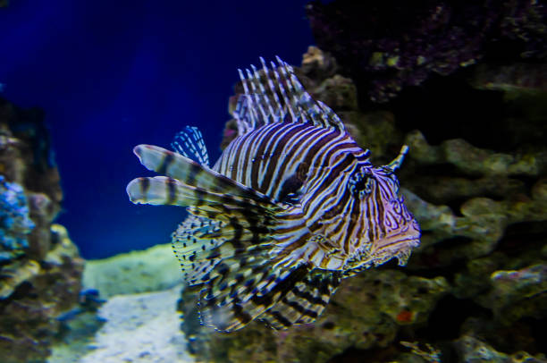 The Beautiful Lionfish Lionfish in the Atlantic range from 2.0 to 17.7 in. in length, weighing from 0.055 to 2.866 lb. They are well known for their ornate beauty, venomous spines, and unique tentacles. Juvenile lionfish have a unique tentacle located above their eye sockets that varies in phenotype between species. The evolution of this tentacle is suggested to serve to continually attract new prey; studies also suggest it plays a role in sexual selection. pterois antennata lionfish stock pictures, royalty-free photos & images