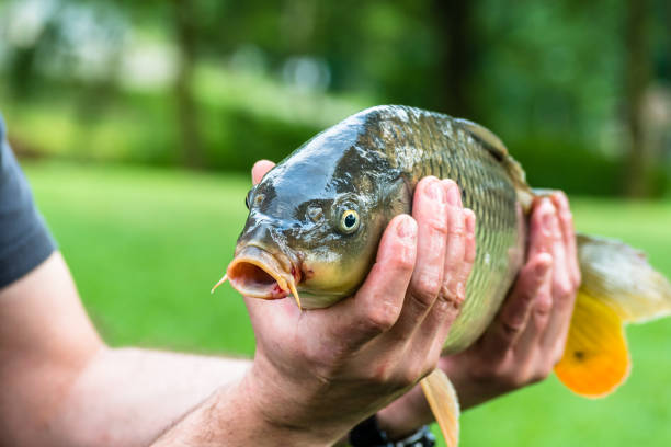 istock Fisherman holding nice living fish in hands, common carp 992424564