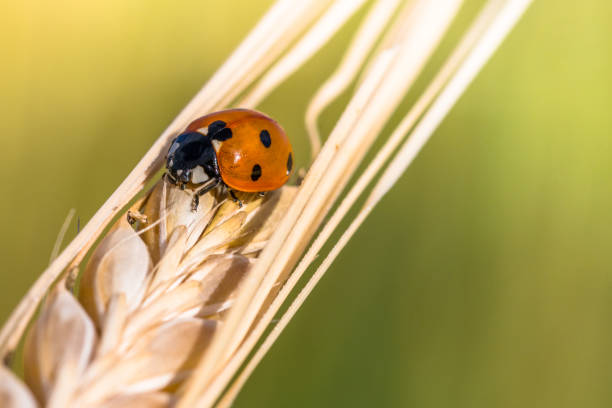 istock Beautiful small ladybug on a golden ripe barley head 992424576
