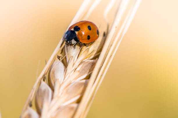 istock Beautiful small ladybug on a golden ripe barley head 992424580