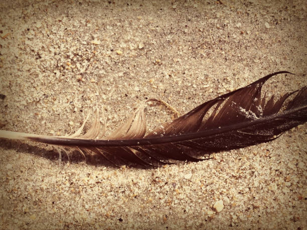 17-043 Close-up of feather stock photo