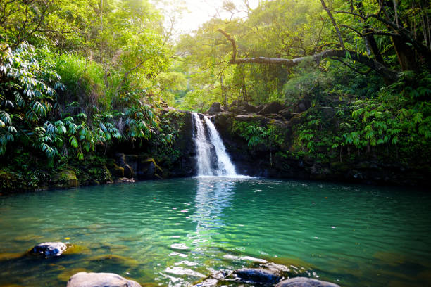 cascade tropicale lower waikamoi falls et un petit étang limpide, à l’intérieur d’une dense forêt tropicale, au large de la route de hana highway, maui, hawaii - hawaii islands maui hana road photos et images de collection