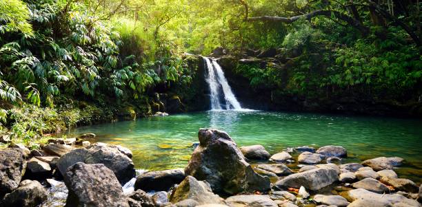 cascada tropical inferior waikamoi falls y un pequeño estanque cristalino, dentro de una densa selva tropical, del camino a la carretera de hana, maui, hawai - hana fotografías e imágenes de stock