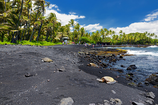 Hawaiian green turtles relaxing at Punaluu Black Sand Beach on the Big Island of Hawaii