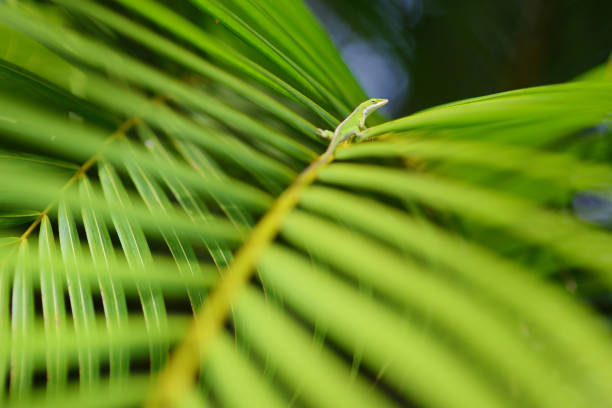 istock Gecko relaxing on green tropical leaf 992465120