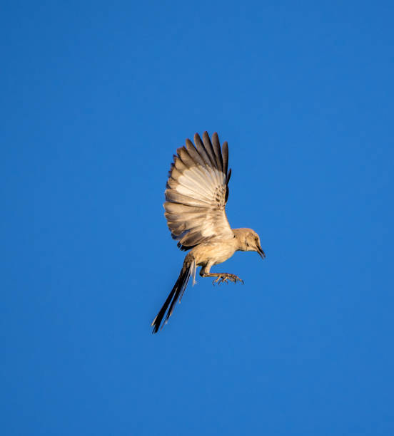 istock Thrasher coming in for a landing 992467648