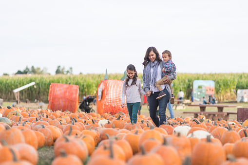 Photograph of a selection of pumpkins, gourds and squashes in a variety of shapes, sizes and colours. Fall pumpkins. Autumn pumpkins. Halloween display of pumpkins. Seasonal display for October. Harvest and Thanksgiving celebrations.