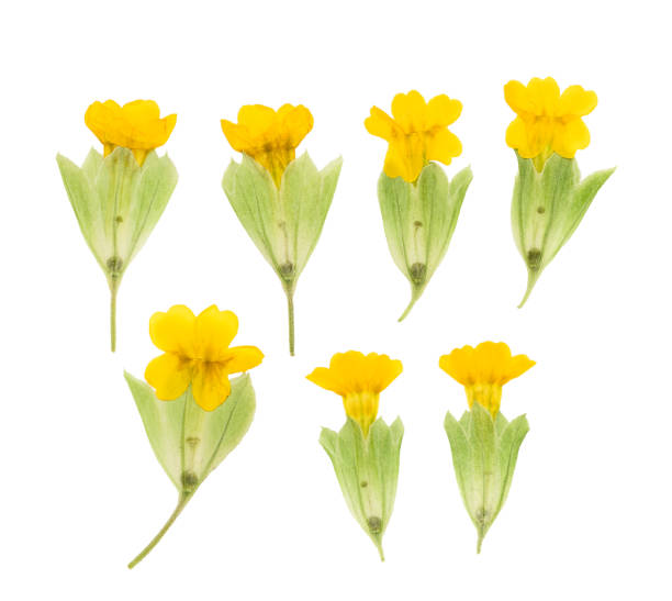 istock Pressed and dried maroon primrose flowers - primula polyanthus. Isolated on white 992475286