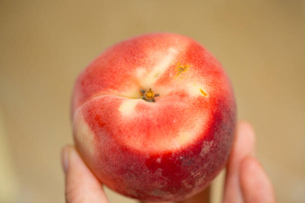 istock Peach isolated on table. Full depth of field 992499876