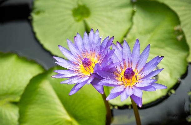 istock Single violet lily water was arounded the leaf, on the pool. image for background, wallpaper and copy space. 992516060