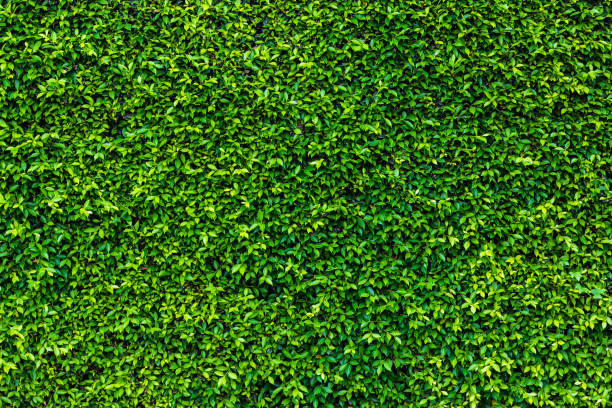 istock Backdrop of green leaves natural wall. 992526638
