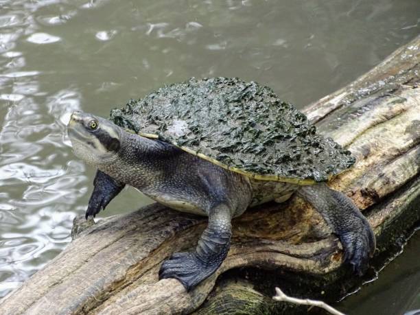 istock Close up of turtle sitting on a log 992535620