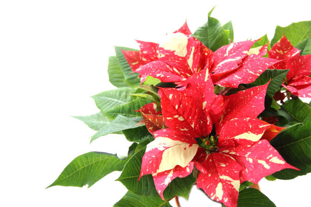 Poinsettia flower plants with bright red leaves decorating a public park outside during the day.