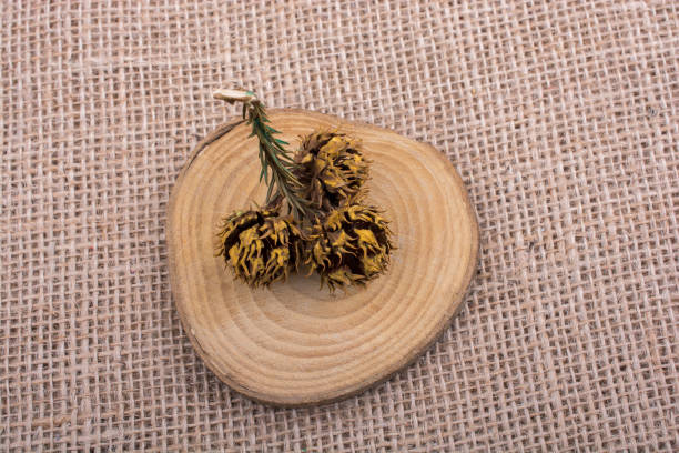 istock Pine cone on a piece of cut wood 992583370