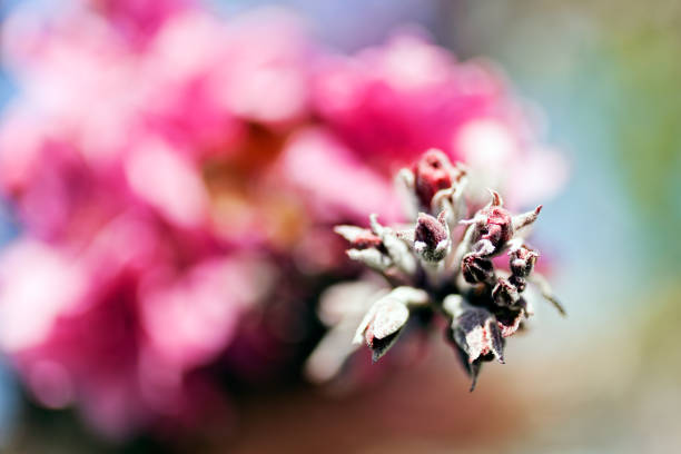 piękny różowy kwiat - 15831 zdjęcia i obrazy z banku zdjęć
