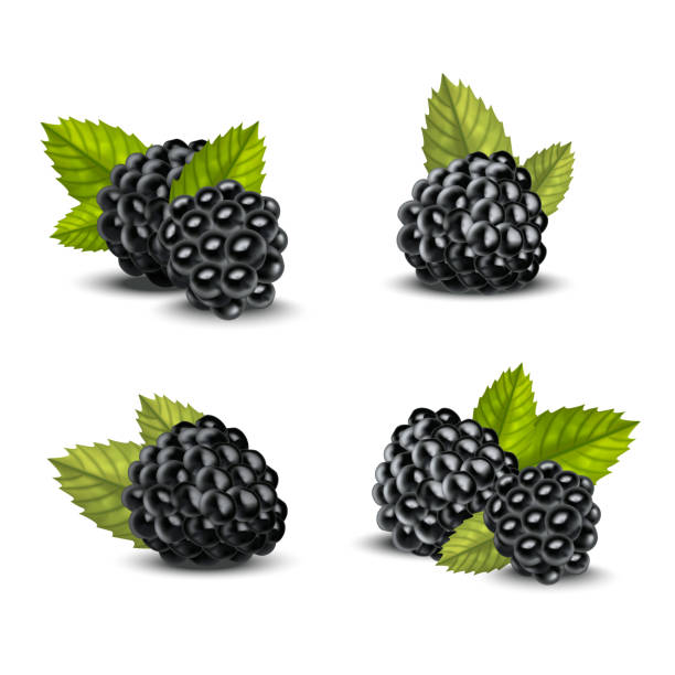 ilustrações, clipart, desenhos animados e ícones de realista 3d detalhados amoras com verde deixa conjunto. vector - backgrounds berry close up dessert