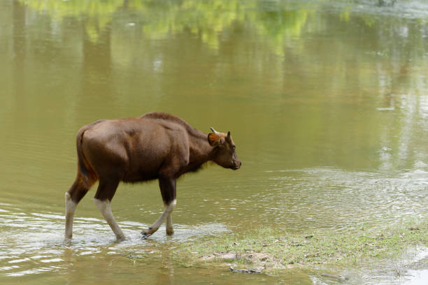 istock Biason in search of water 992601622