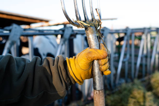 istock Close up dairy farmers gloved hand holding pitch fork 992601852