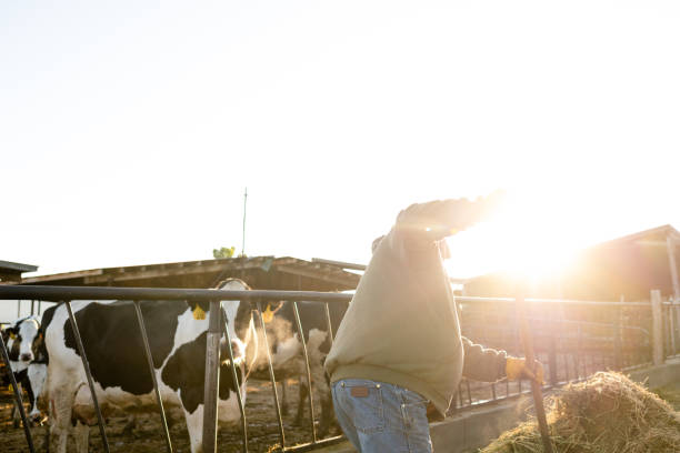 Dairy farmer feeding cows moving hay with pitchfork early morning sunlight flares lens