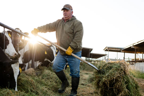 wczesnym rankiem hodowca bydła mlecznego karmi krowy poruszające się lucerą widelcem - farm worker zdjęcia i obrazy z banku zdjęć