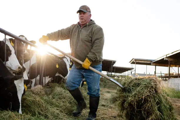 Early morning dairy farmer feeds cows moving alfalfa with pitchfork