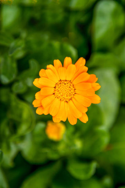 beautiful marigold flower blooming in the garden - artex imagens e fotografias de stock