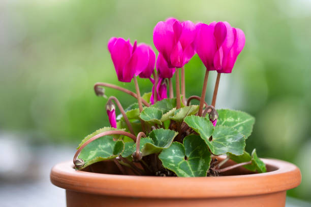 Blooming Cyclamen persicum in a clay pot outdoors Blooming Cyclamen persicum in a clay pot outdoors cyclamen stock pictures, royalty-free photos & images