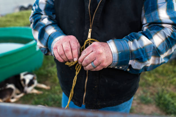 istock Close up hands of rancher untying rope 992607112