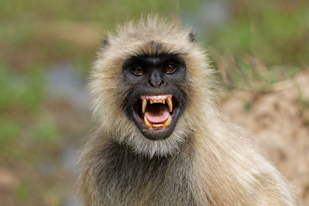 Furious Langur Langur was not haapy with our presence in forest & was giving furious look. angry monkey stock pictures, royalty-free photos & images