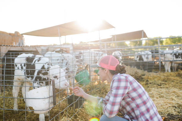 istock Female dairy farmer checking on young calfs early morning 992607672