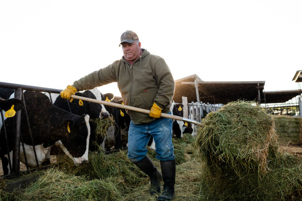 istock Dairy farmer feeding cows moving hay with pitchfork 992608084