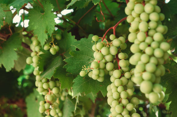 istock bunch of green grapes on branches. grapevine 992620756